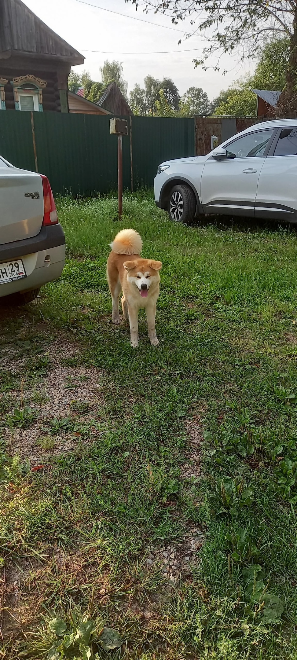 Найдена собака в Иванове — фото объявления