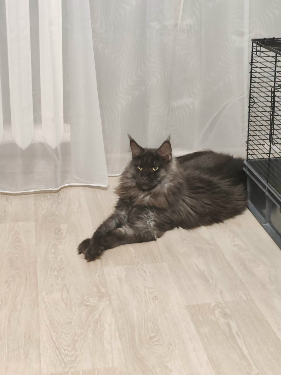 Найдена собака в Иванове — фото объявления