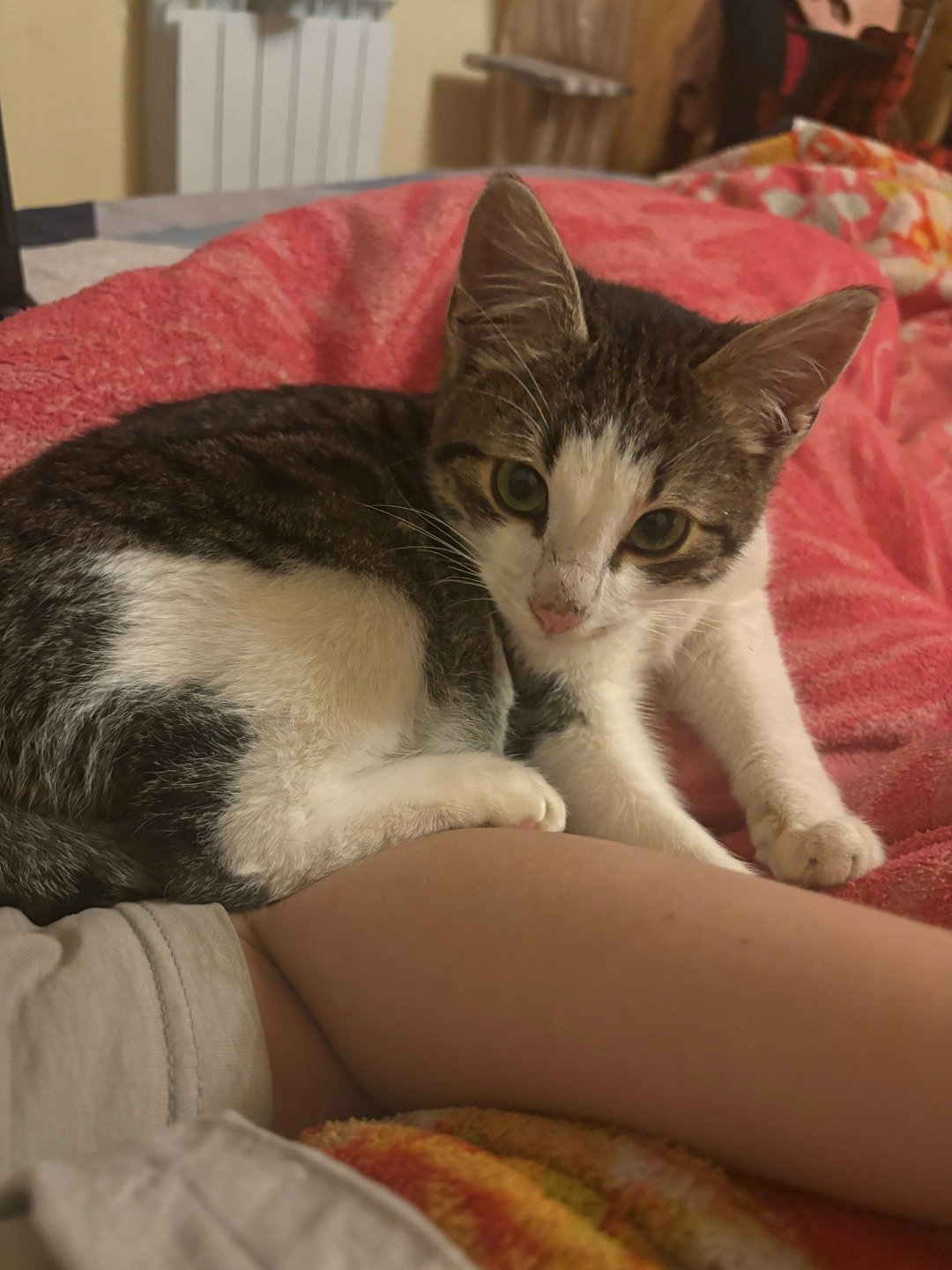 Найдена собака в Иванове — фото объявления