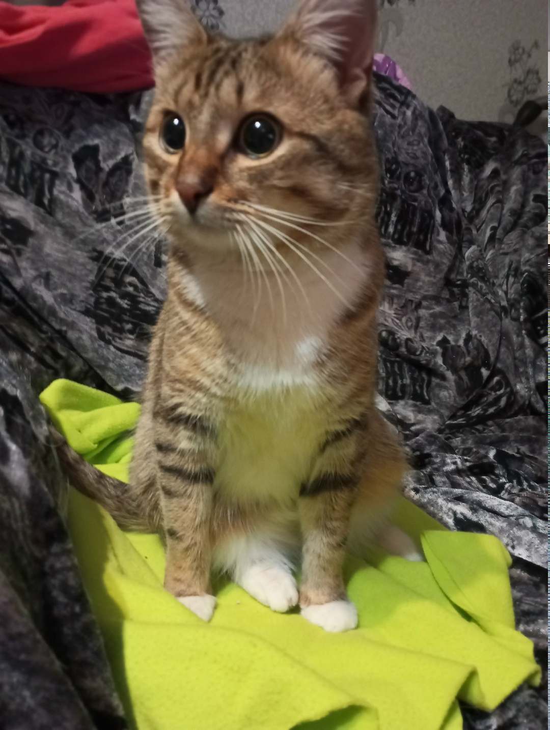 Найдена кошка в Иванове — фото объявления