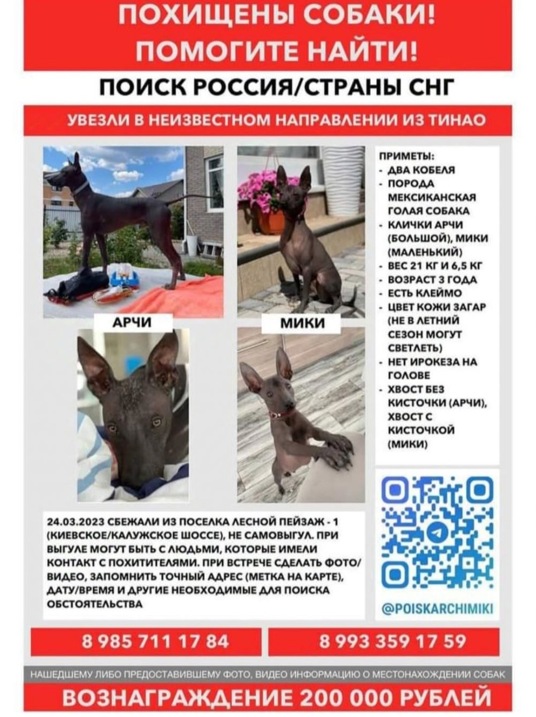 Найдена собака в Иванове — фото объявления