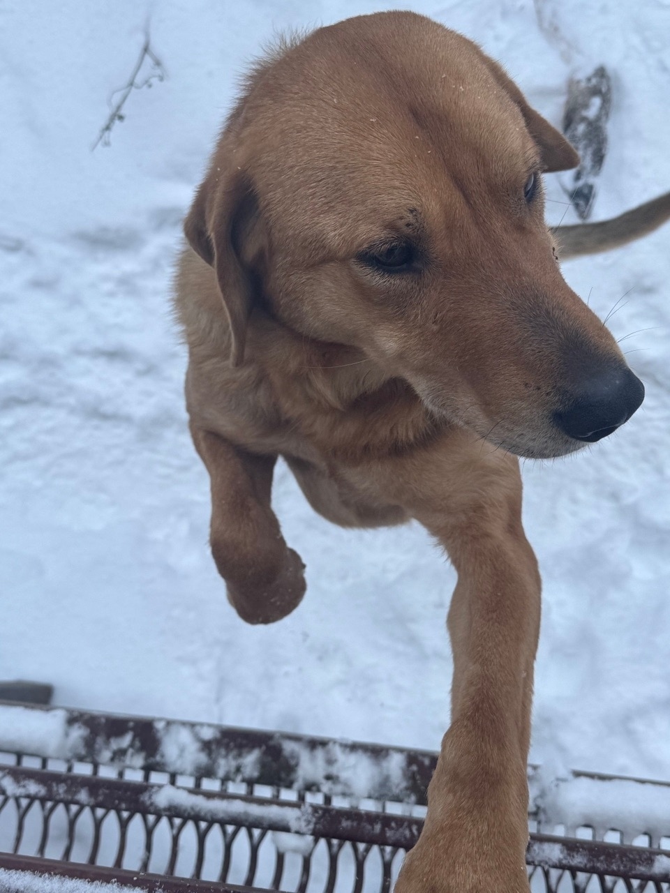 Найдена собака в Иванове — фото объявления