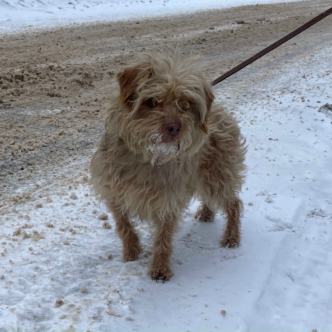 Найдена собака в Иванове — фото объявления