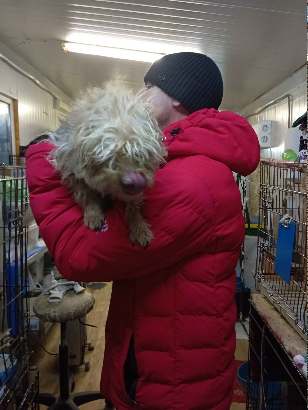 Найдена собака в Иванове — фото объявления