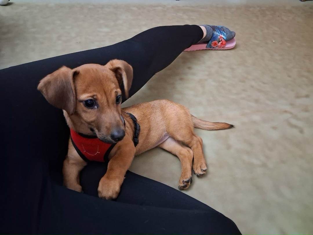 Найдена собака в Иванове — фото объявления