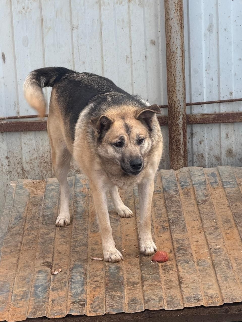 Пропала собака в Иванове — фото объявления
