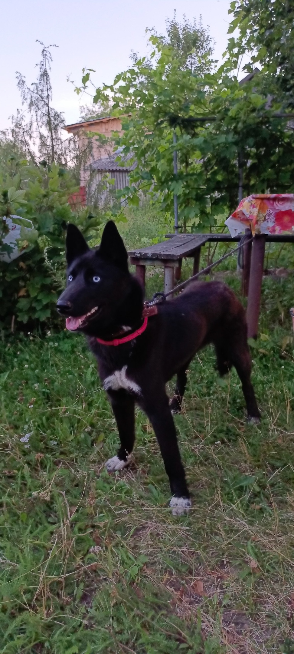 Найдена собака в Иванове — фото объявления