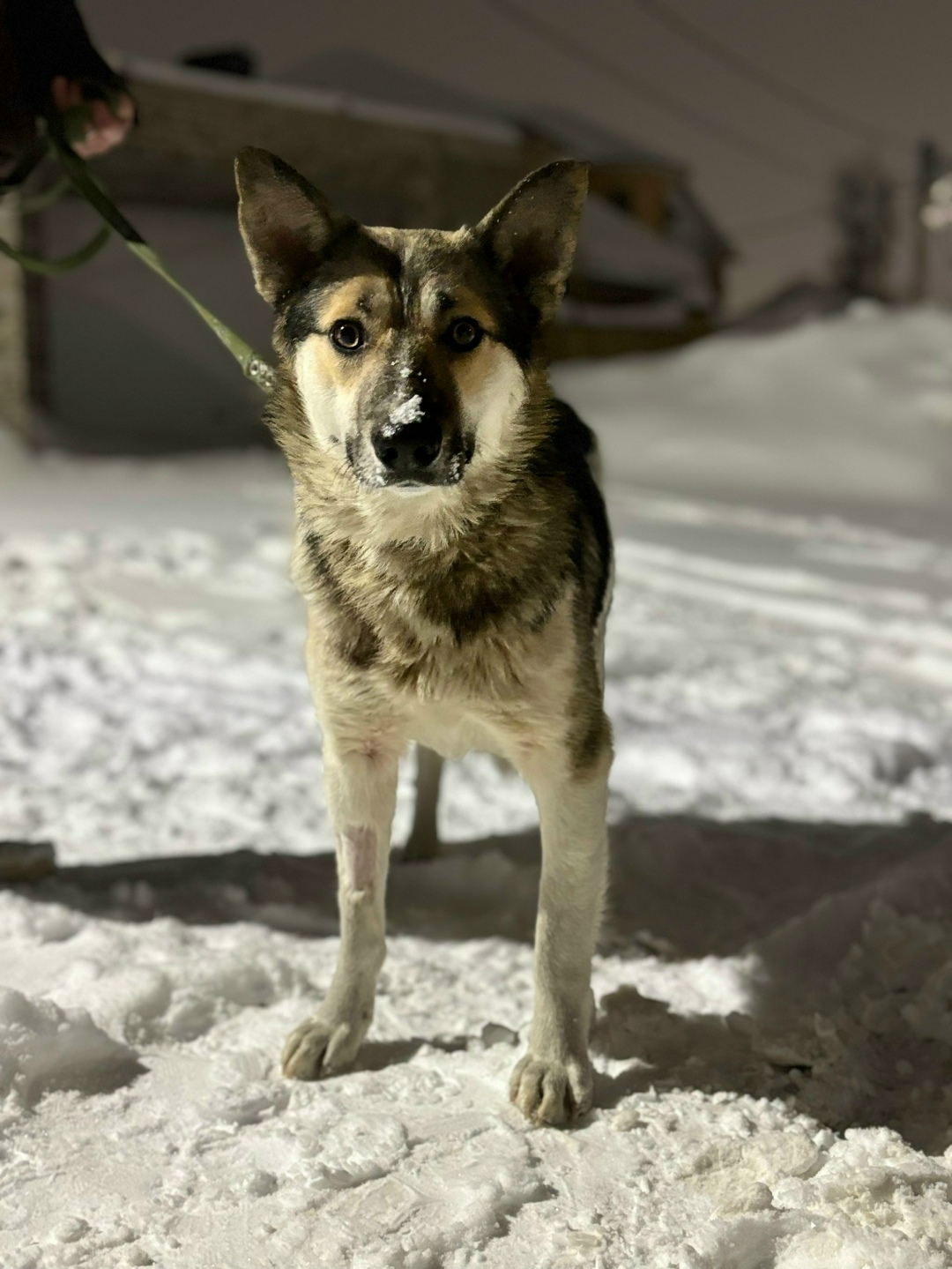 Найдена собака в Иванове — фото объявления