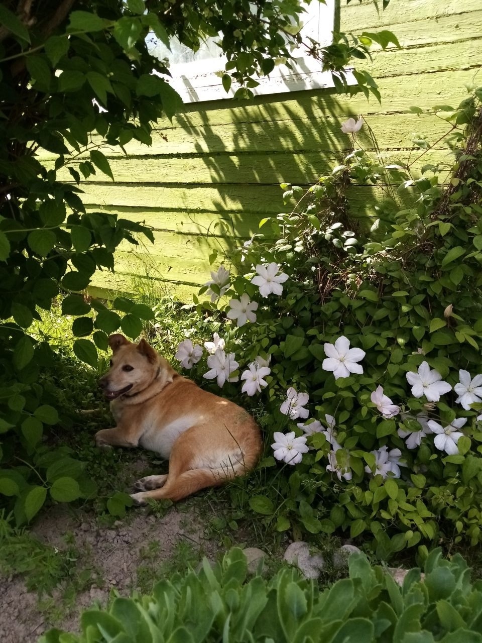 Найдена собака в Иванове — фото объявления