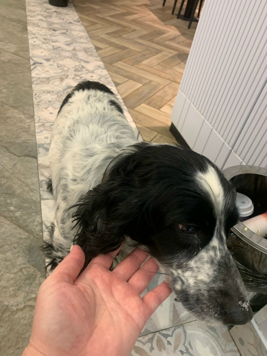 Найдена собака в Иванове — фото объявления