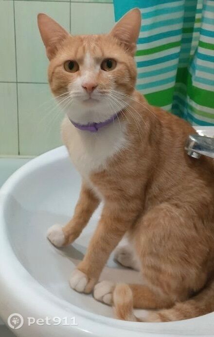 Пропала кошка в Иванове — фото объявления