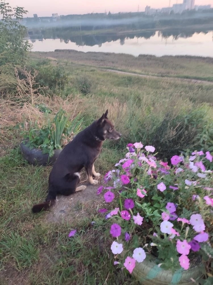 Пропала собака в Иванове — фото объявления
