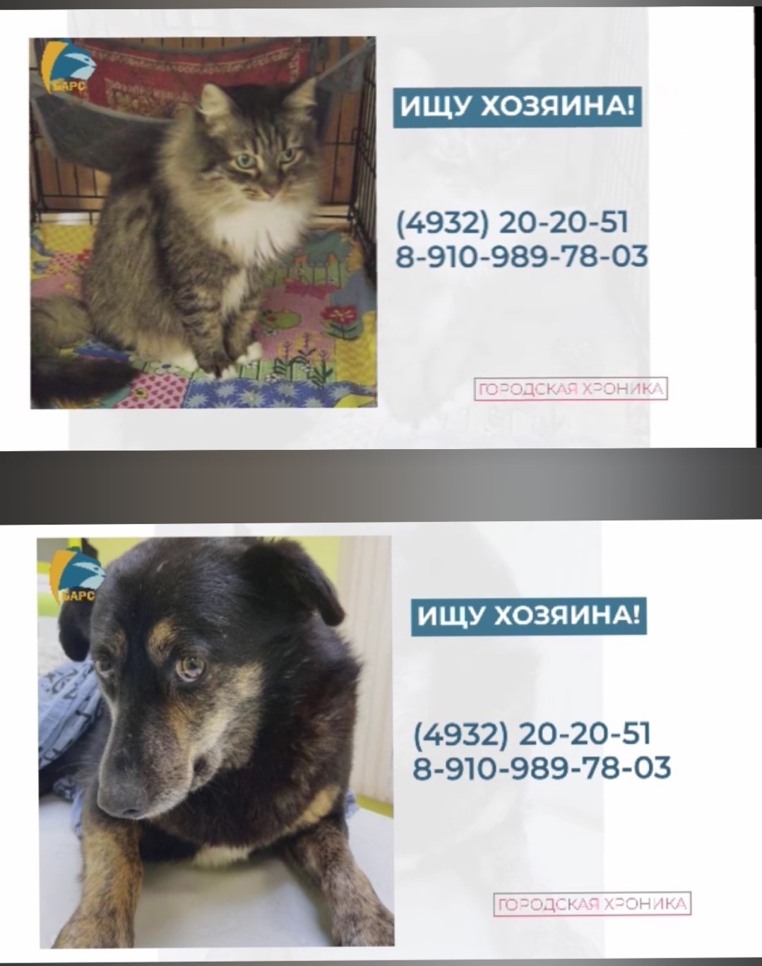 Найдена собака в Иванове — фото объявления