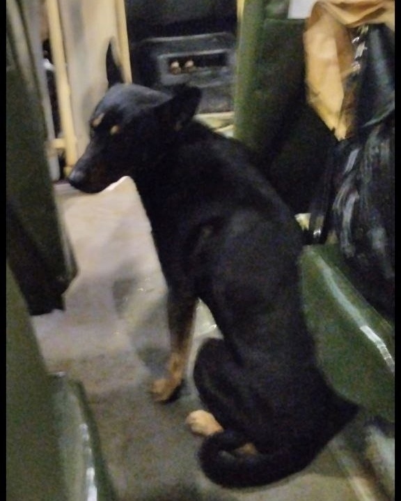 Пропала собака в Иванове — фото объявления