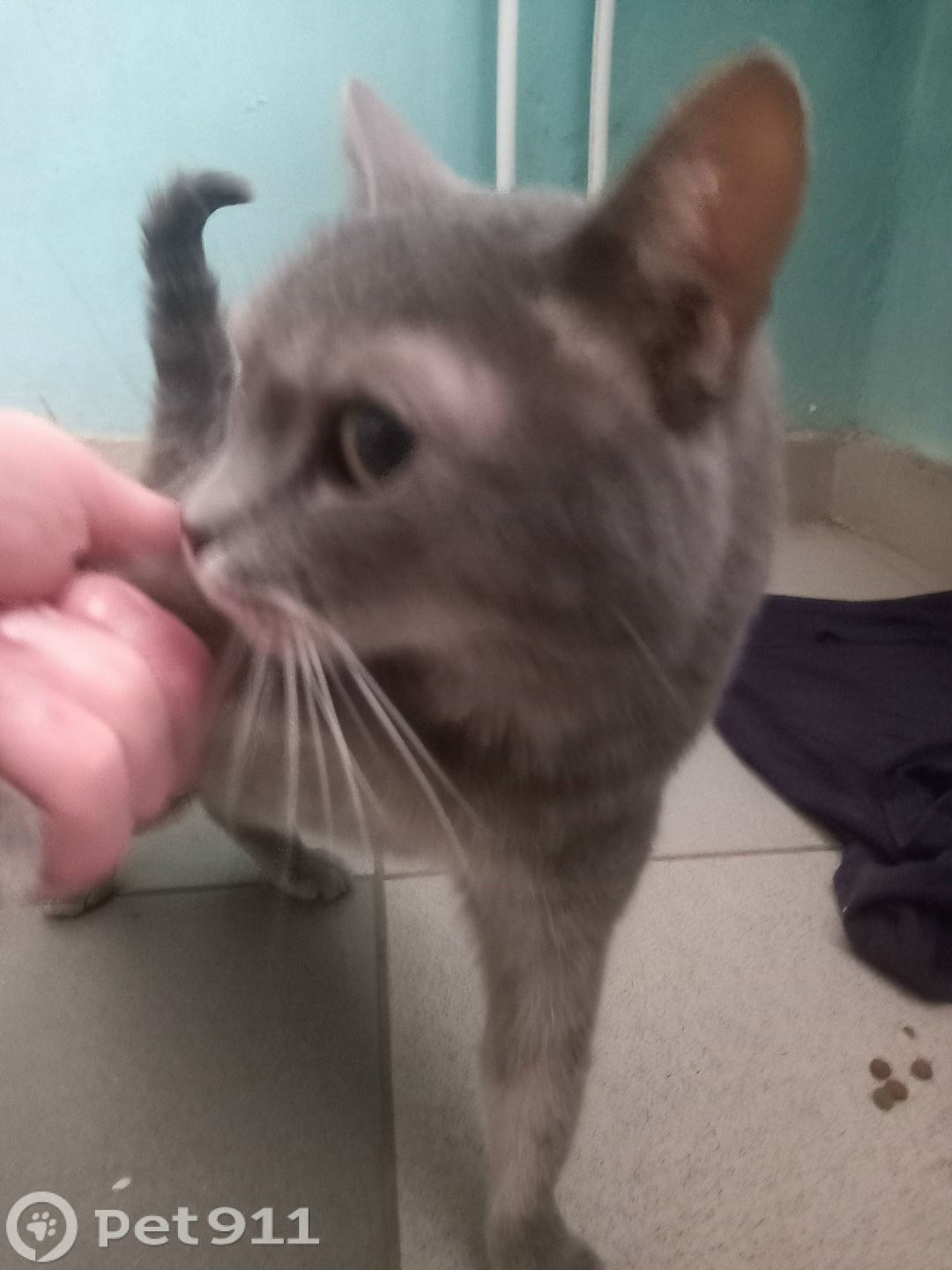 Найдена кошка в Иванове — фото объявления