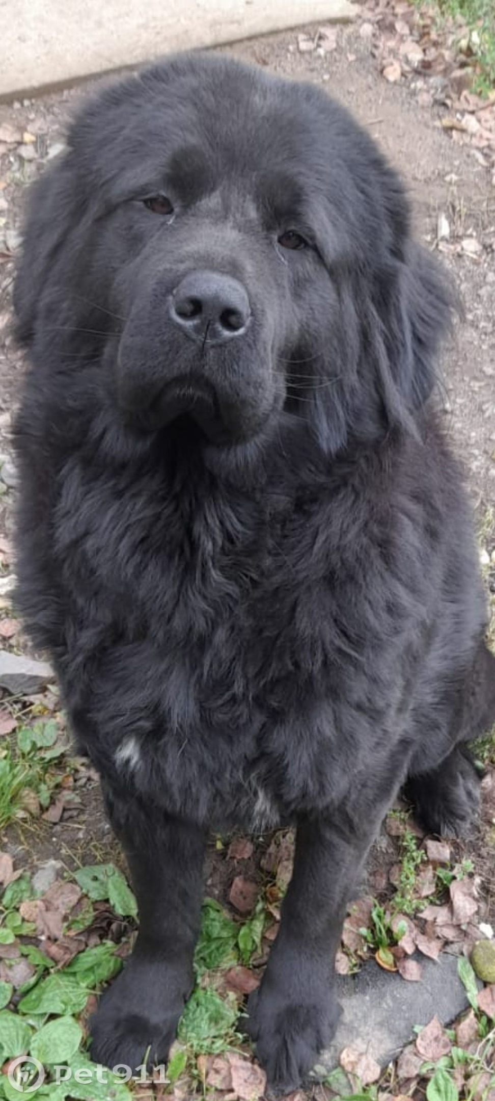 Пропала собака в Иванове — фото объявления