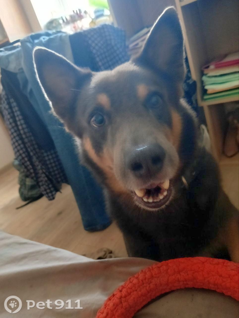 Пропала собака в Иванове — фото объявления