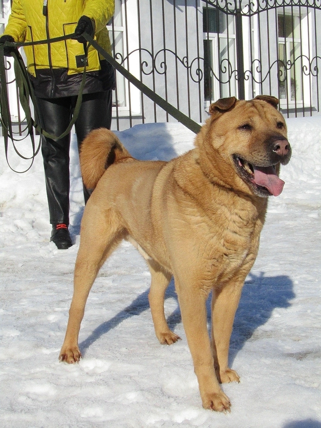 Найдена собака в Иванове — фото объявления