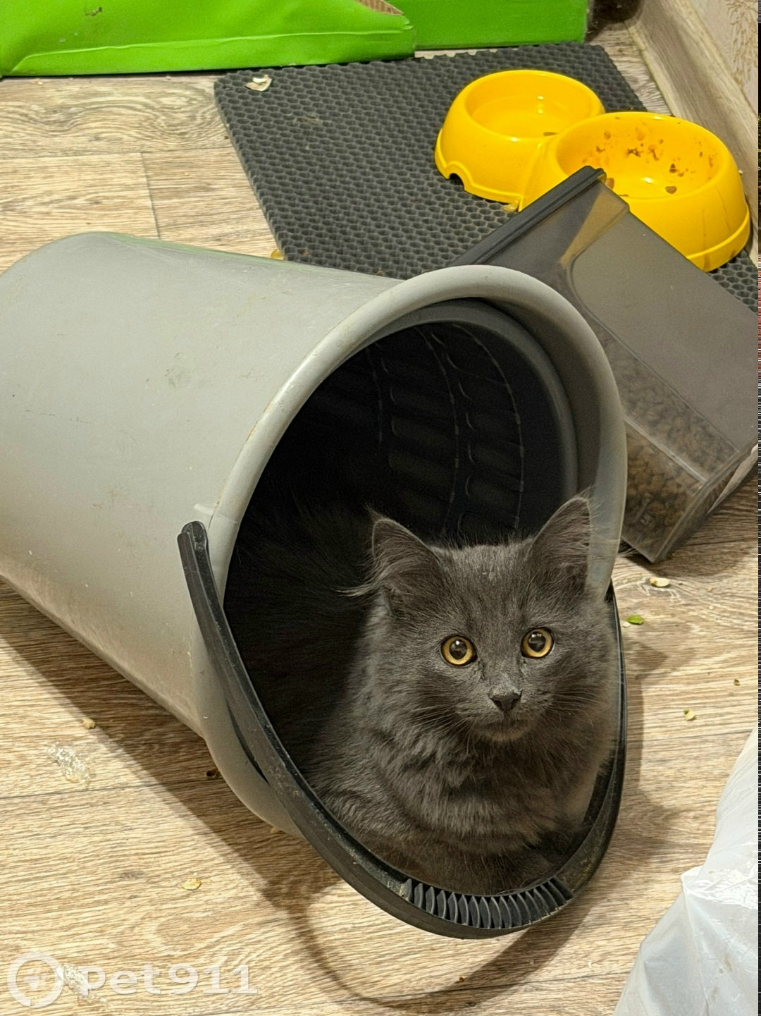 Пропала кошка в Иванове — фото объявления