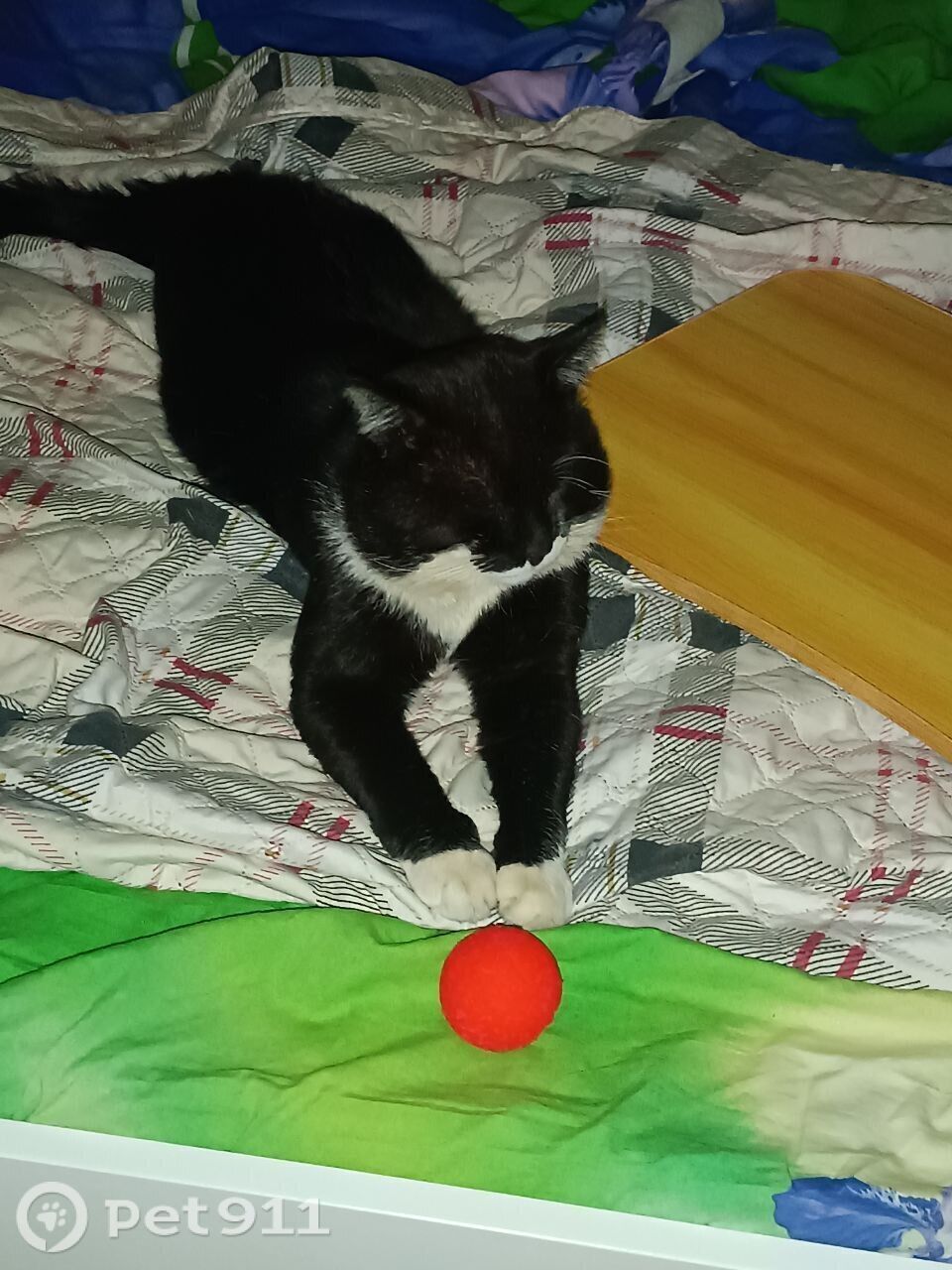 Пропала кошка в Иванове — фото объявления