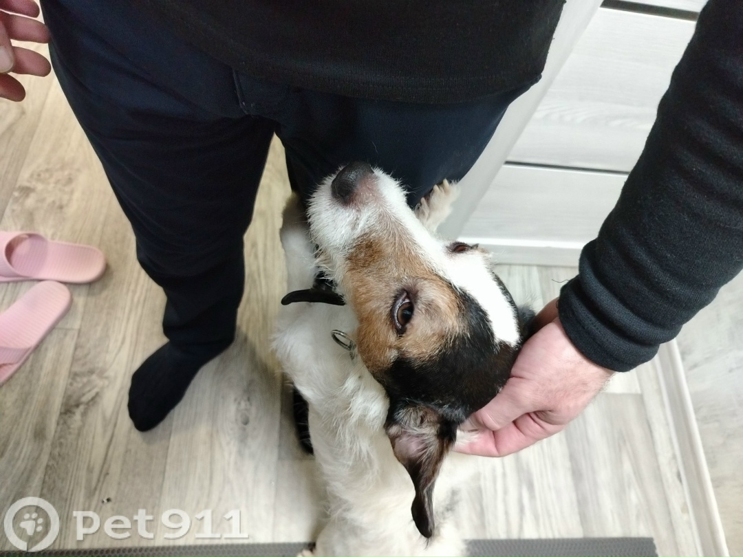 Найдена собака в Иванове — фото объявления