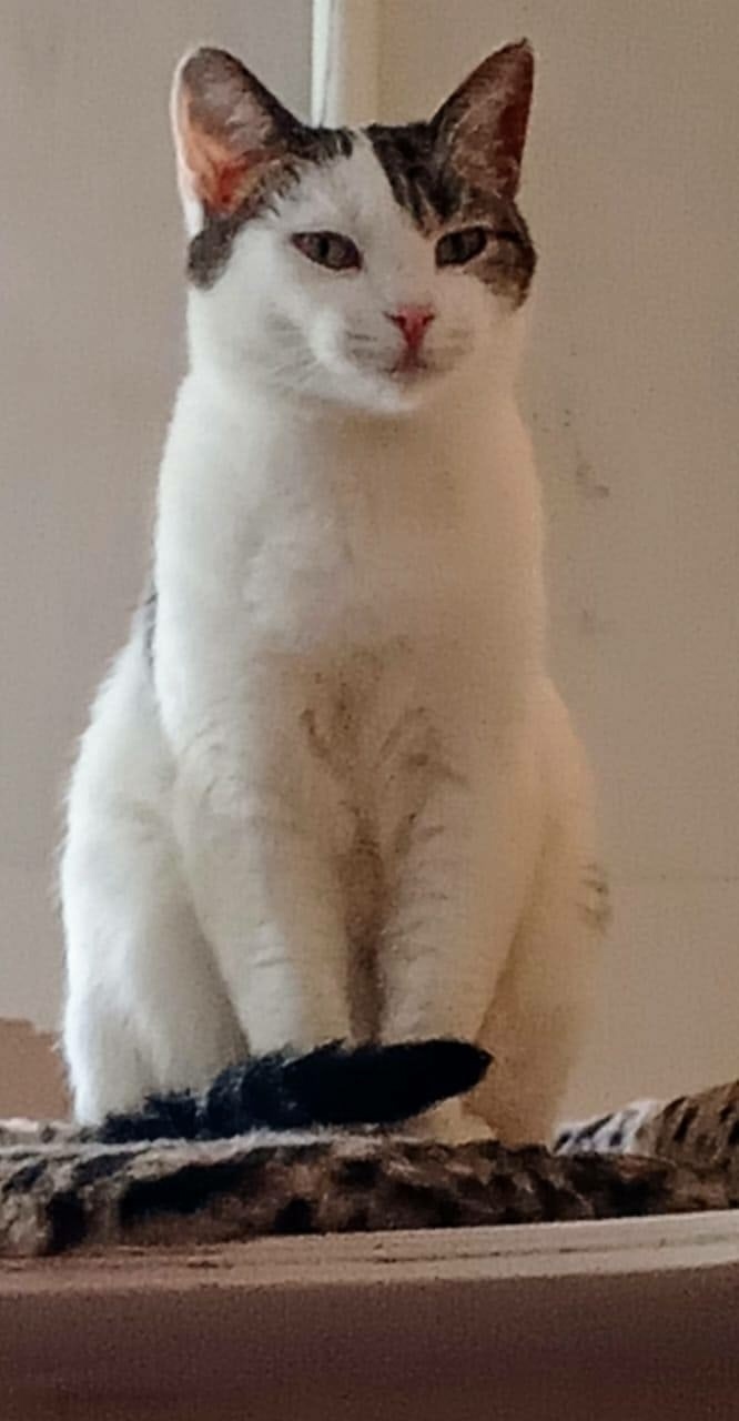 Найдена собака в Иванове — фото объявления