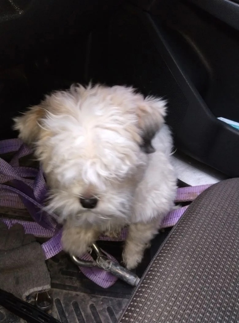 Найдена собака в Иванове — фото объявления