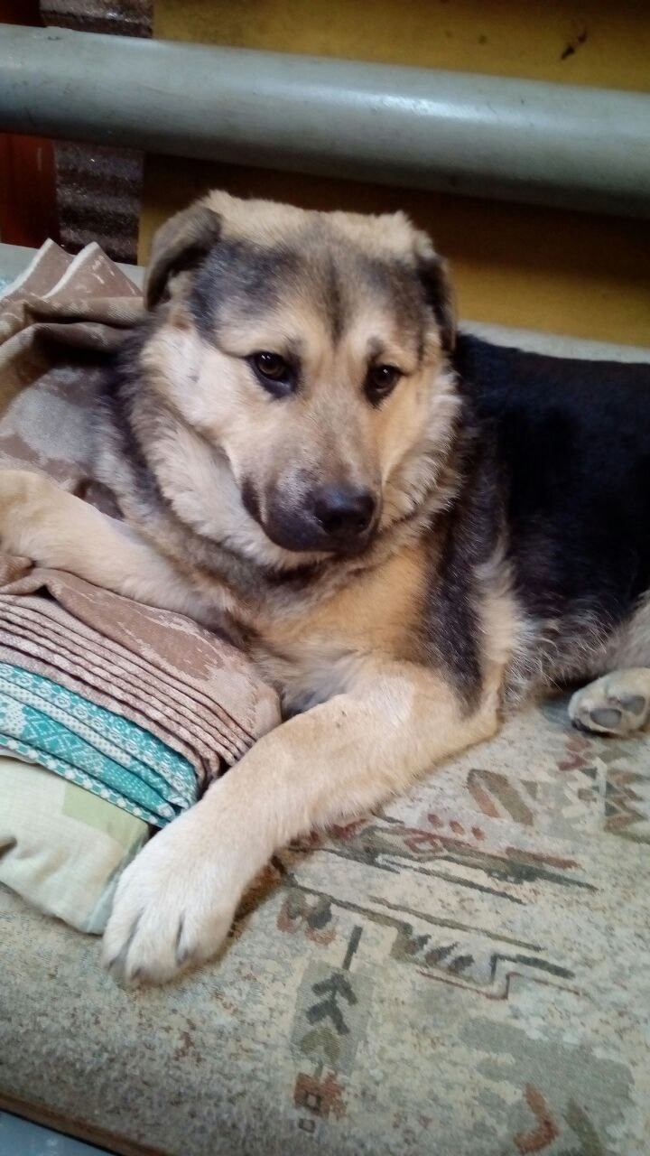 Пропала собака в Иванове — фото объявления