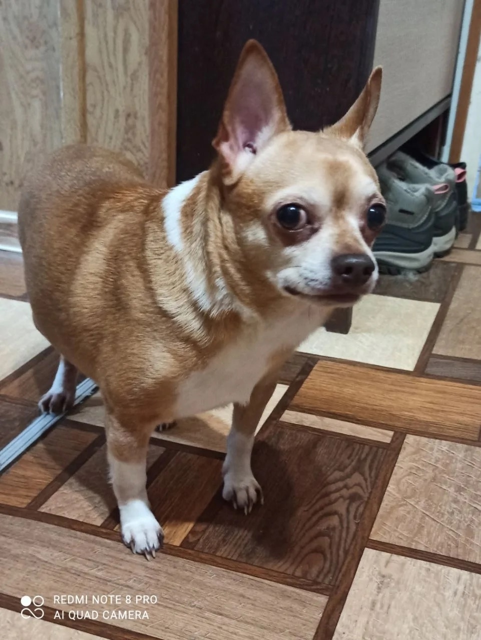 Найдена собака в Иванове — фото объявления