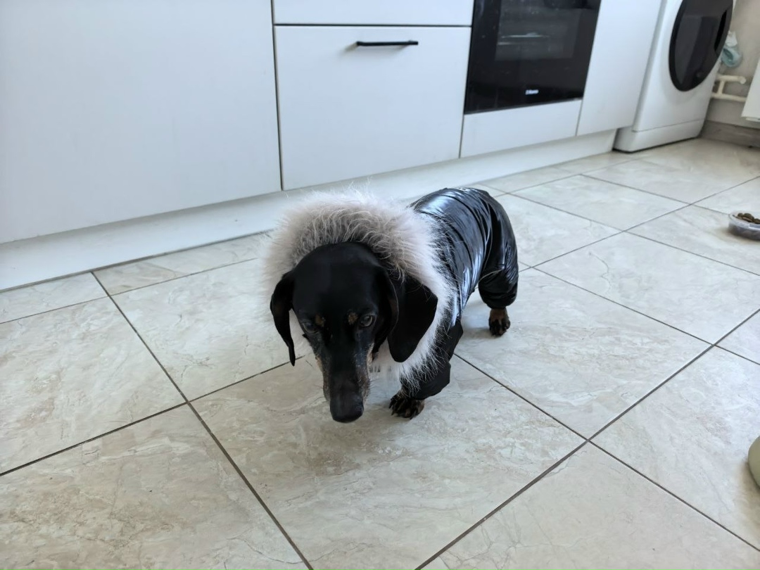 Найдена собака в Иванове — фото объявления