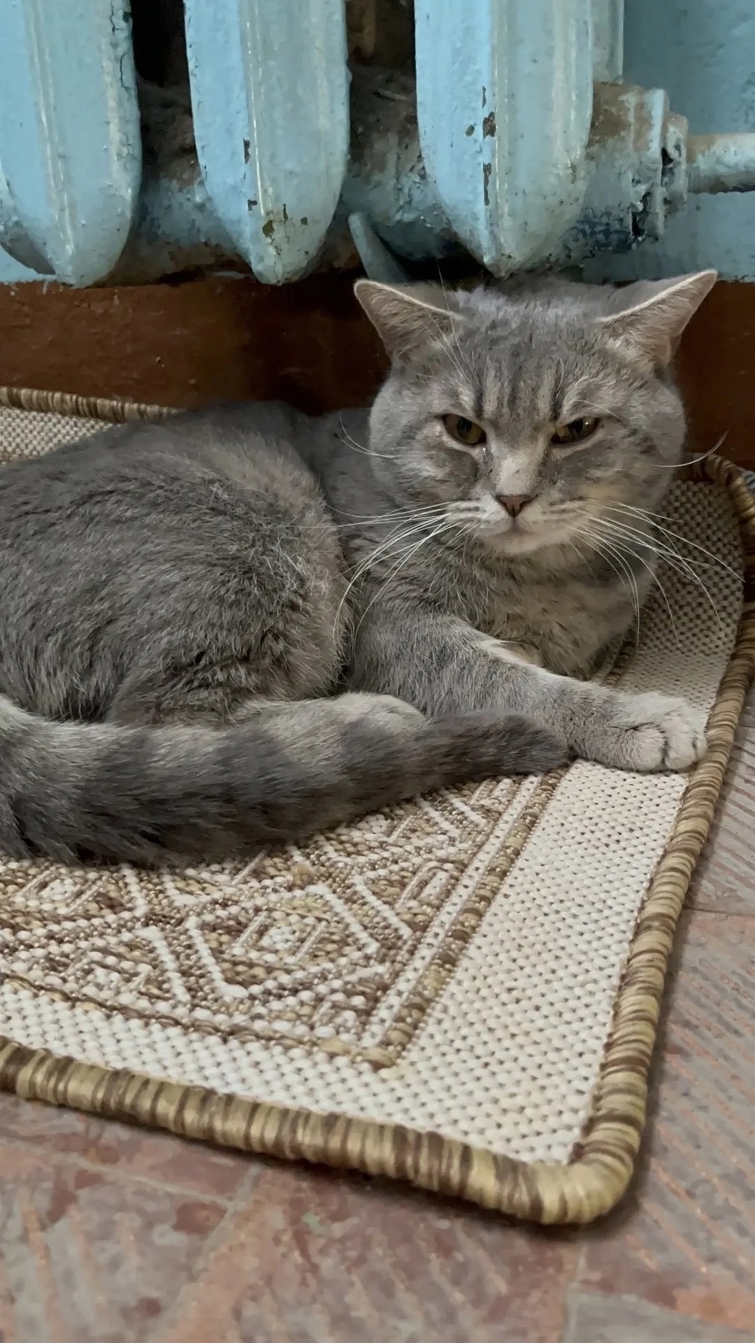 Найдена кошка в Иванове — фото объявления