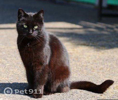 Пропала кошка в Иванове — фото объявления