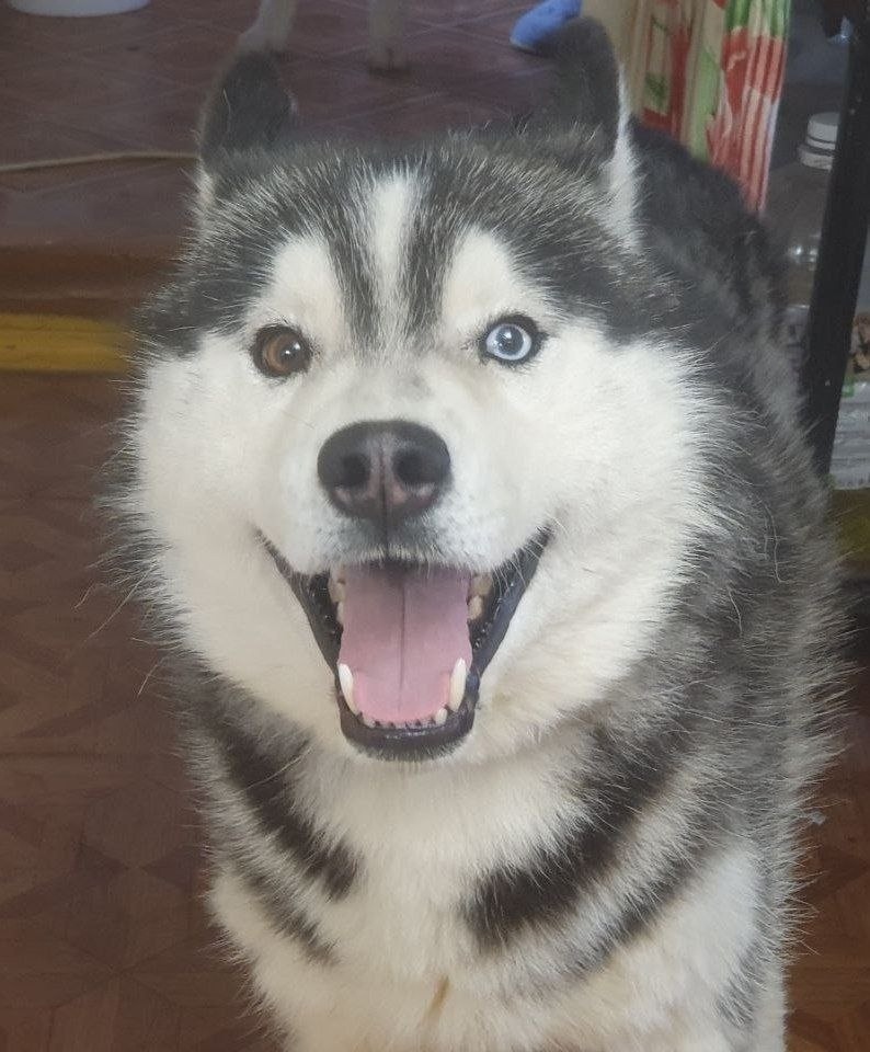 Пропала собака в Иванове — фото объявления