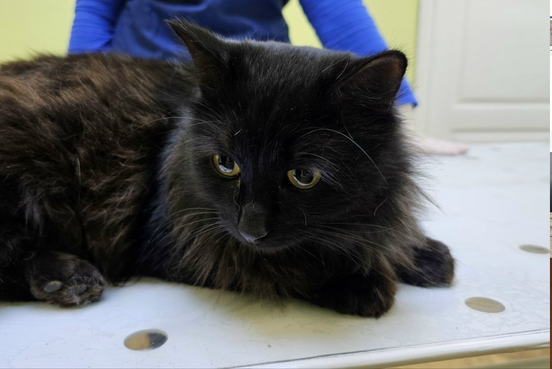 Найдена кошка в Иванове — фото объявления