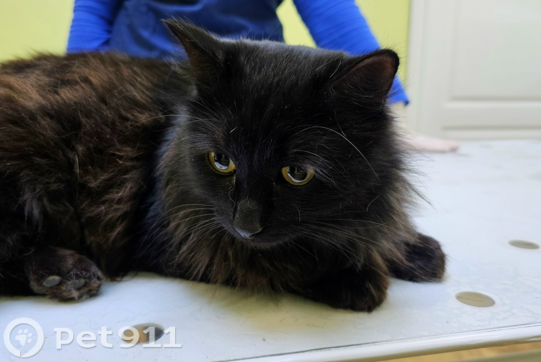 Найдена кошка в Иванове — фото объявления