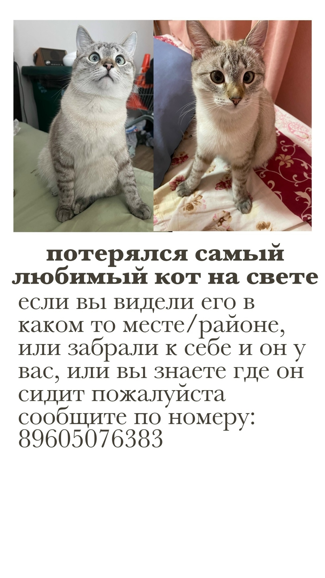 Найдена собака в Иванове — фото объявления