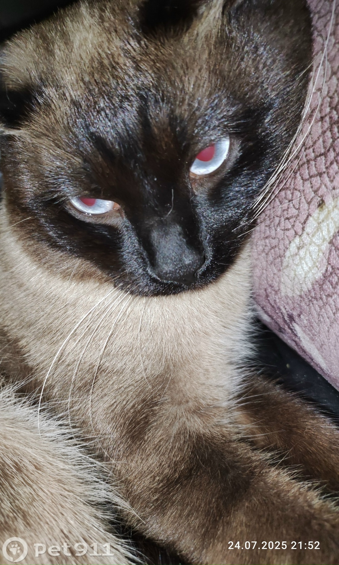 Пропала кошка в Иванове — фото объявления