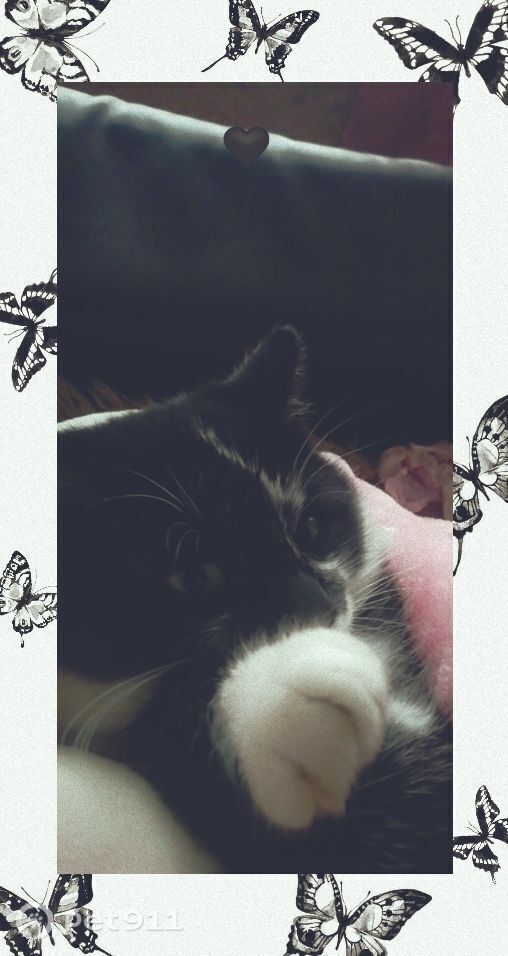 Пропала кошка в Иванове — фото объявления