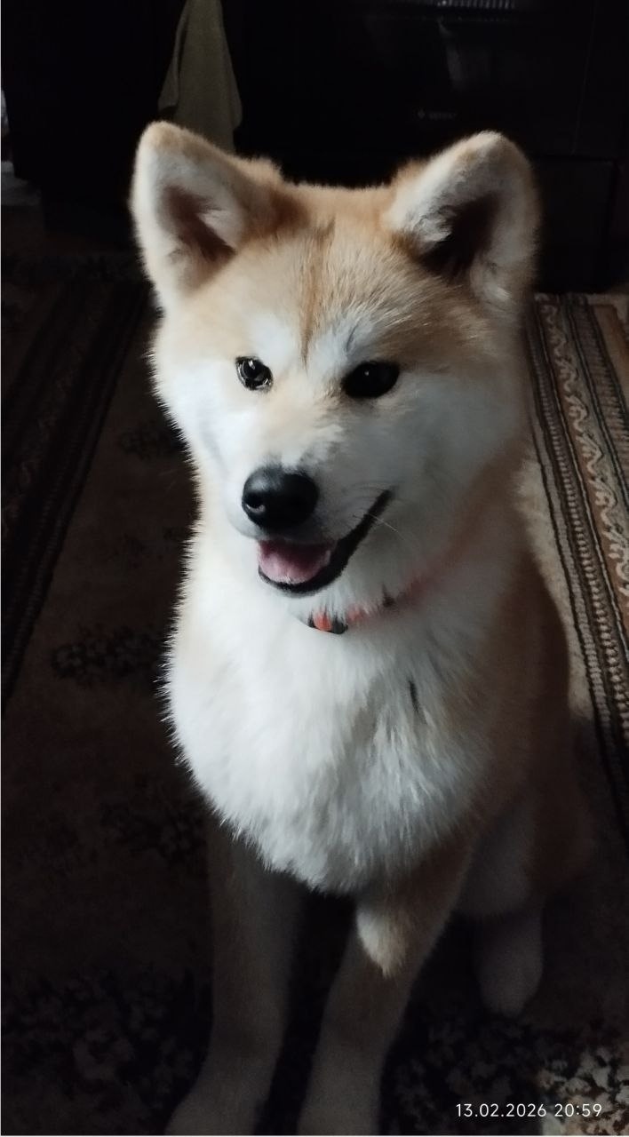 Пропала собака в Иванове — фото объявления