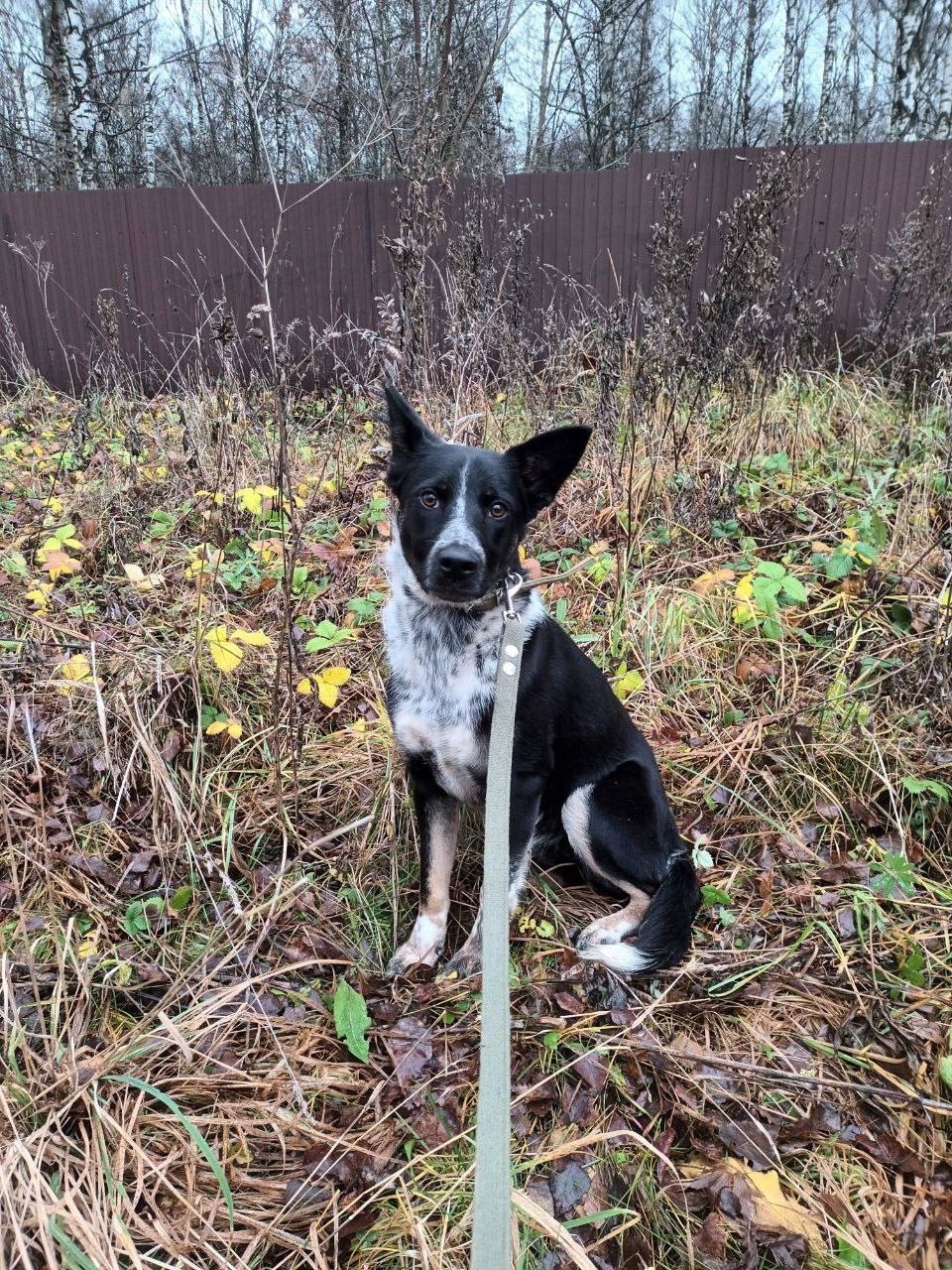 Пропала собака в Иванове — фото объявления