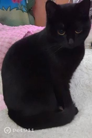 Пропала кошка в Иванове — фото объявления