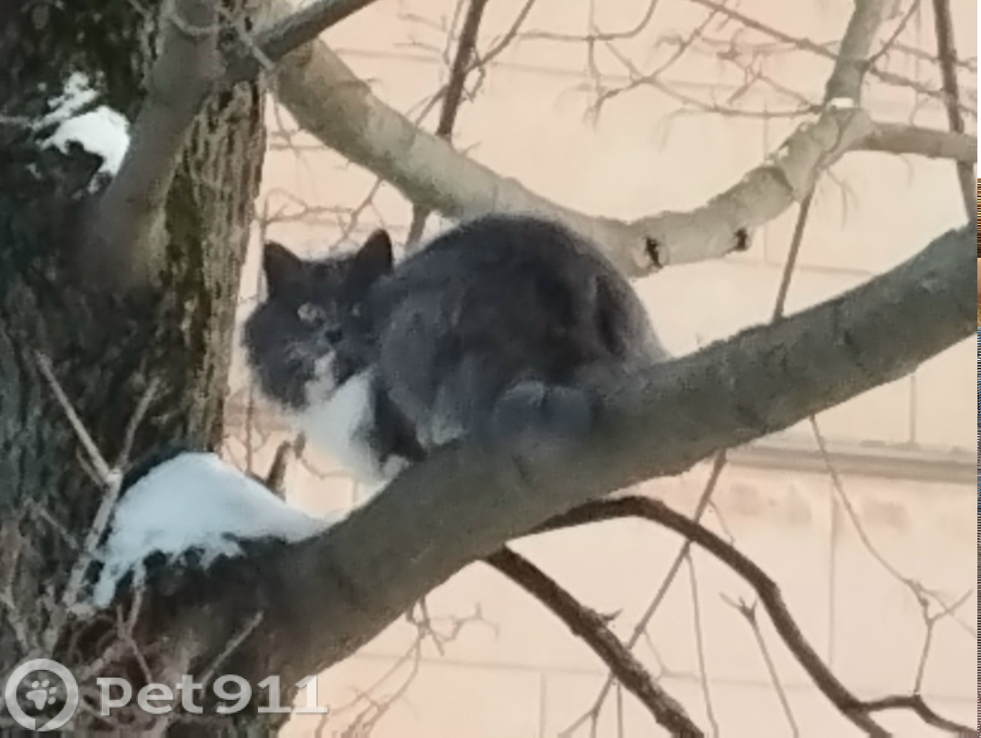 Найдена кошка в Иванове — фото объявления