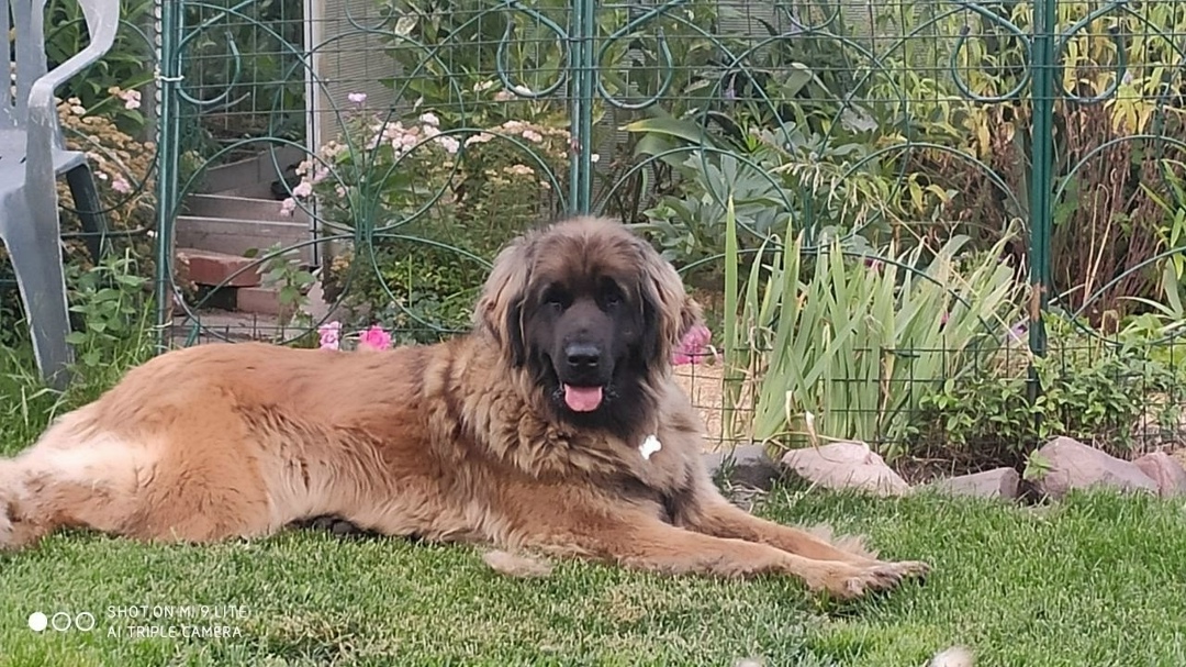 Найдена собака в Иванове — фото объявления