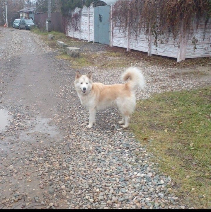 Пропала собака в Иванове — фото объявления