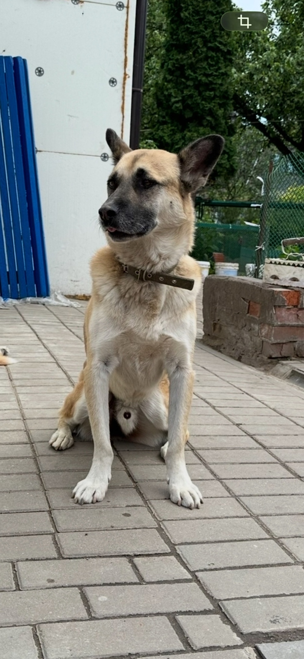 Пропала собака в Иванове — фото объявления