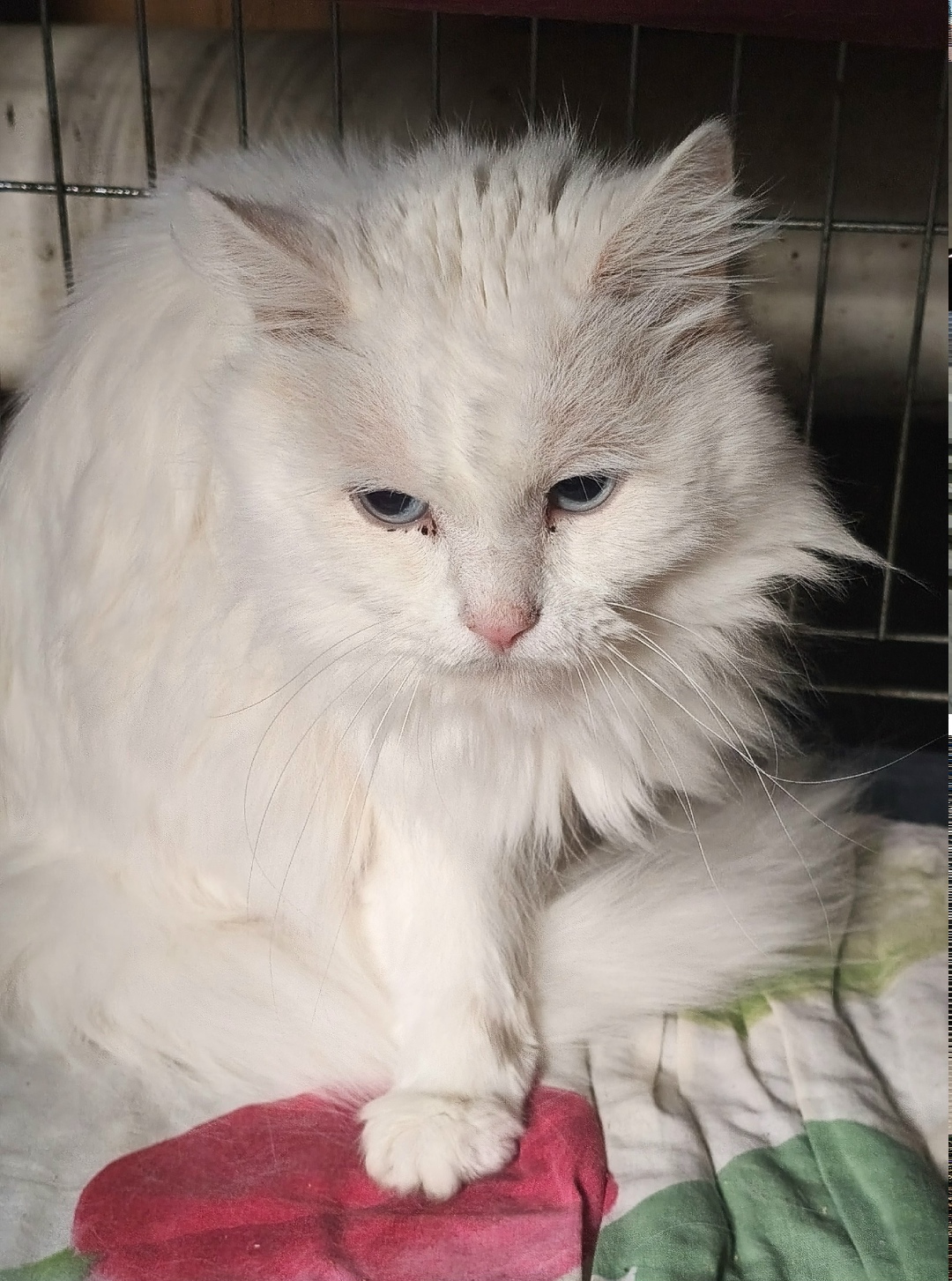 Пропала кошка в Иванове — фото объявления