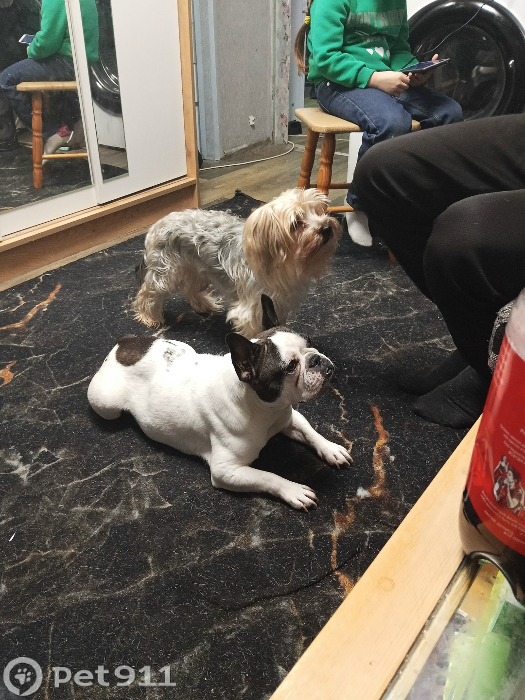 Пропала собака в Иванове — фото объявления