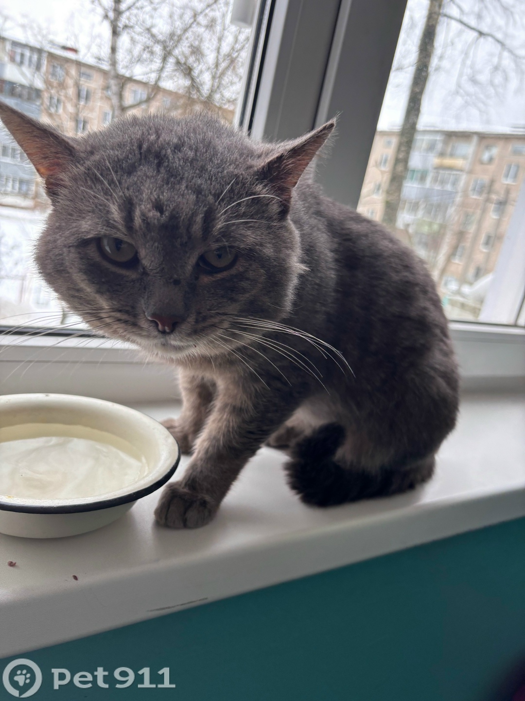 Найдена кошка в Иванове — фото объявления