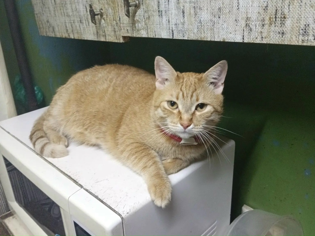 Найдена кошка в Иванове — фото объявления