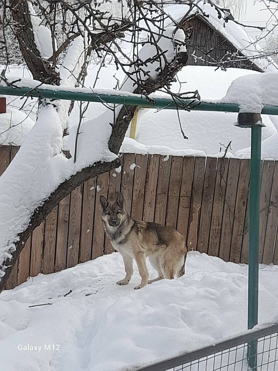 Пропала собака в Иванове — фото объявления